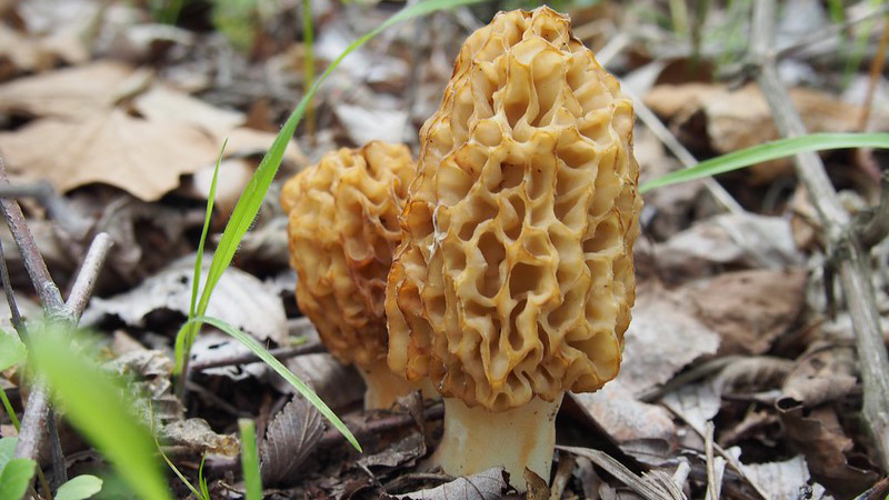 Morel mushrooms growing in underbrush