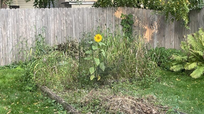 A lonely sunflower takes up space in a backyard filled with weeds and grasses.